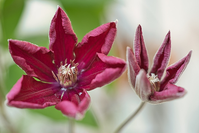 clematis times two