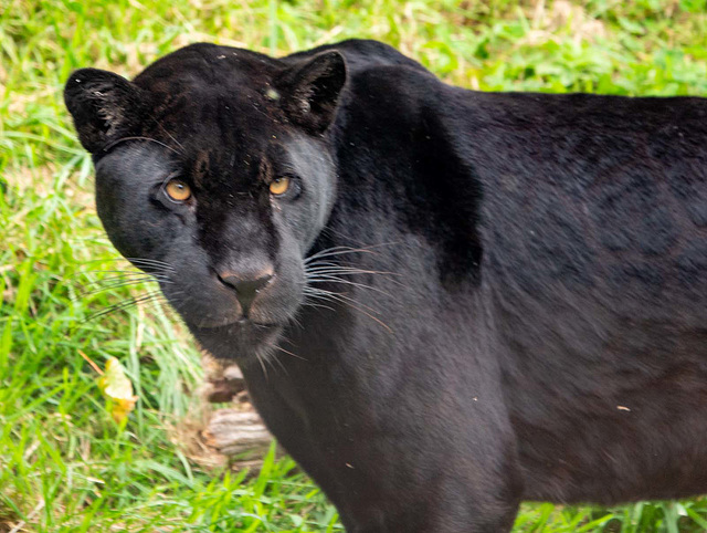 Black jaguar