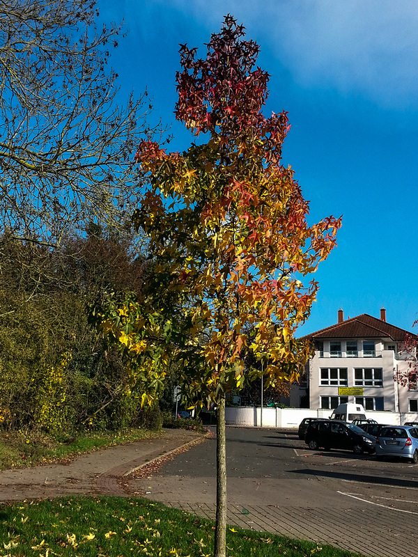 20141107 1142Hw [D~SHG] Weser, Rinteln