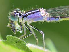 Common Bluetail thorax f (Ischnura elegans violacea) DSB 1264