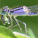 Common Bluetail thorax f (Ischnura elegans violacea) DSB 1264