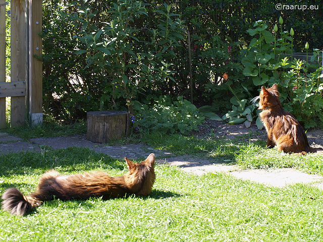 Somali cats in sunshine, 2