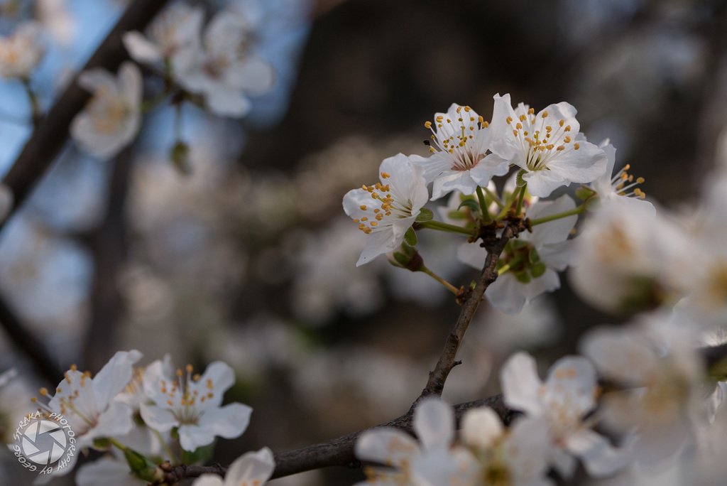 Frühling