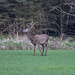 Red deer