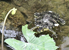 Wasserschildkröte im Schmetterlingshaus