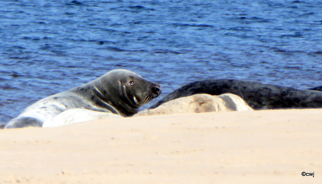 Seals on Findhorn Beach at low tide