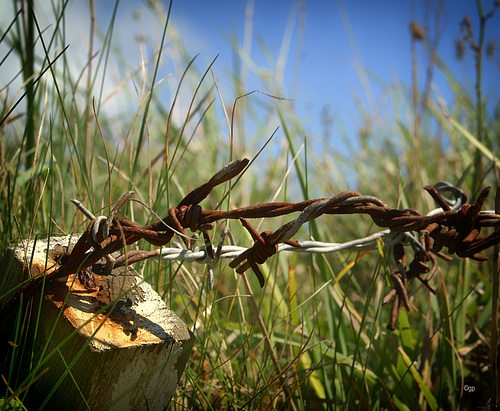 Deep in the Grass