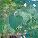 Redbud Leaves