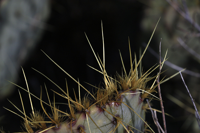 Engelmann's Prickly Pear