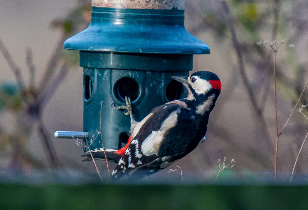 Great spotted woodpecker