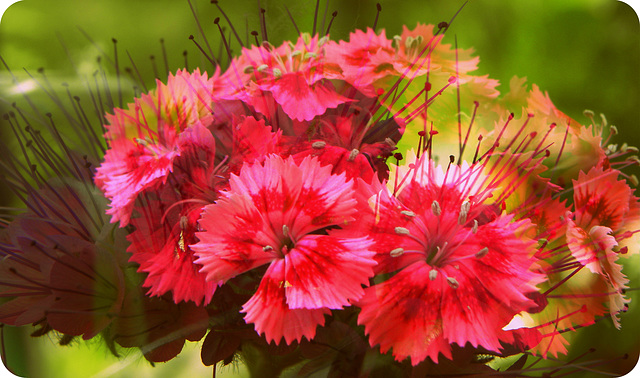 Double (Dianthus---Phacelia)photo