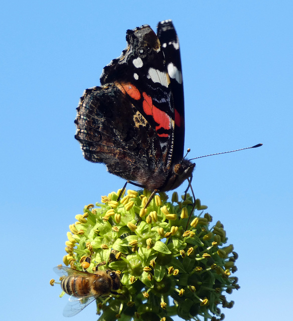 Admiral und Biene auf einer Efeublüte