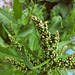 Stumpfblättriger Ampfer (Rumex obtusifolius)