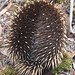 Short-beaked Echidna - Lake St Claire