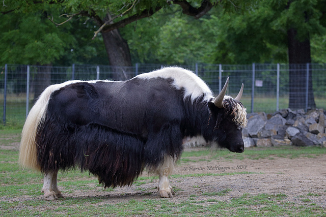 Papa Yak (Wilhelma)