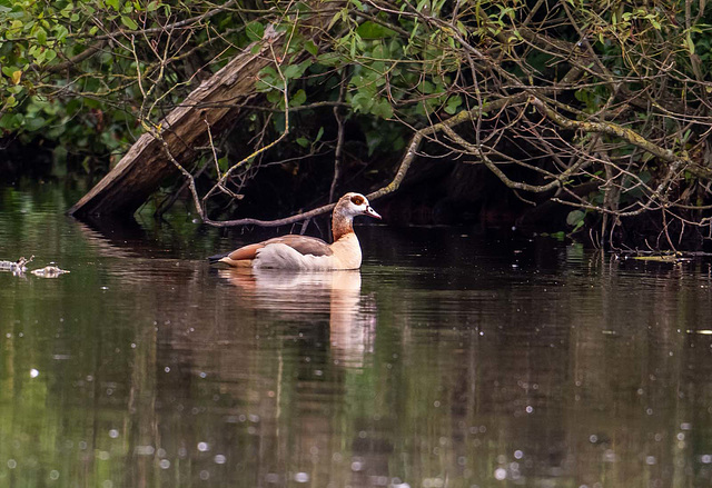 Egyptian goose