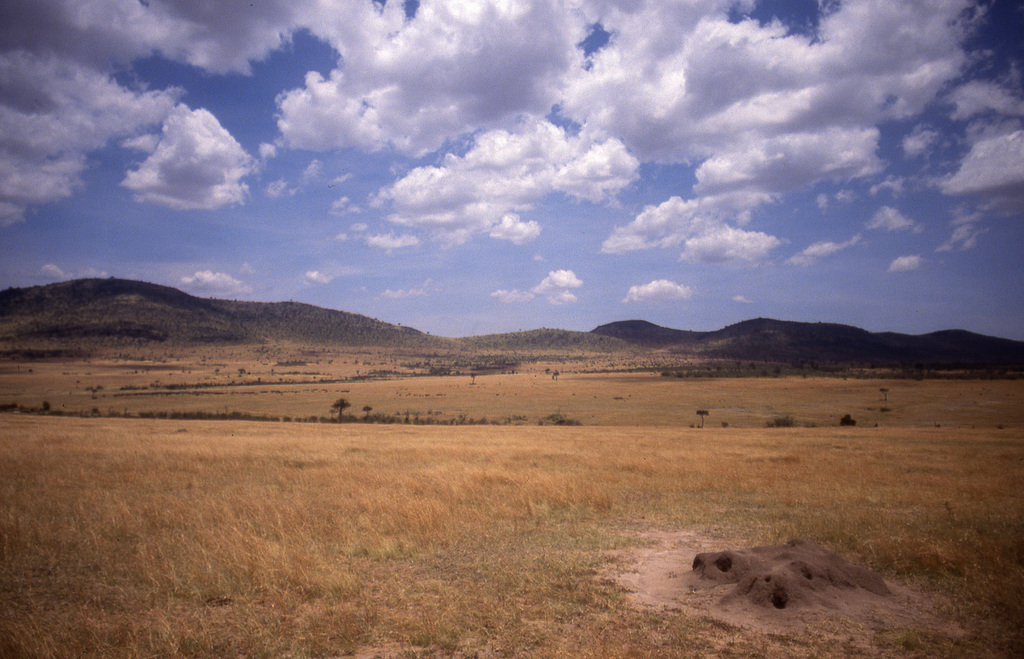 African savanna with termite mound