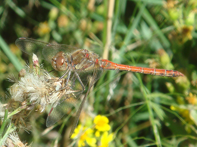 Common Darter (mature male) - Sympetrum striolatum 09-10-2011 10-01-38