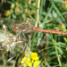 Common Darter (mature male) - Sympetrum striolatum 09-10-2011 10-01-38