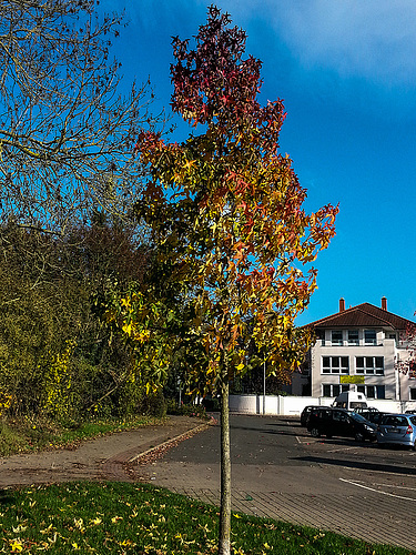 20141107 1144Hw [D~SHG] Weser, Rinteln