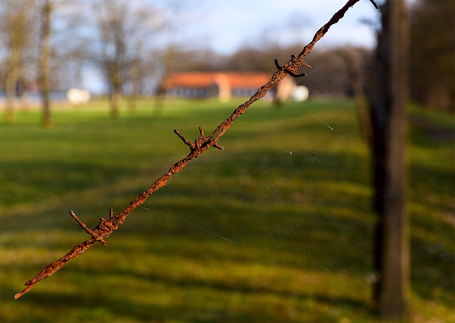 Buchenwald