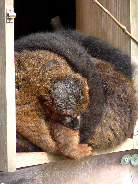 Yellow-bellied Lemur