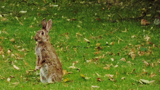 osterhase - easter bunny