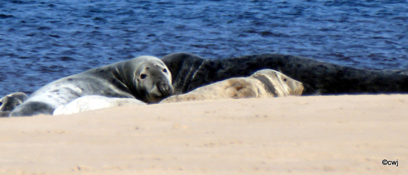 Seals on Findhorn Beach at low tide