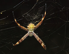 Spider IMG_5944