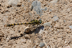 Small Pincertail-DSA 6924