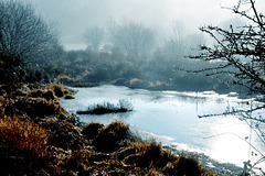 Misty morning pond