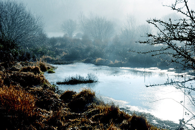 Misty morning pond