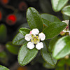 Holly Flower and Berries