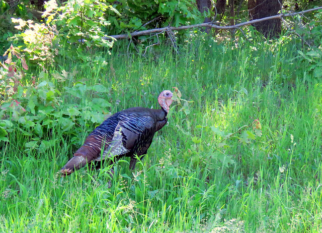 Several turkeys crossed the road in front of our car...