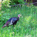 Several turkeys crossed the road in front of our car...