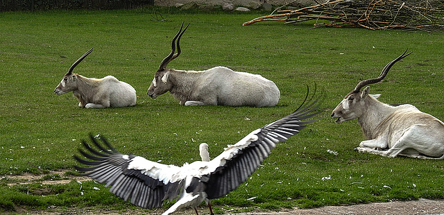 20190901 5513CPw [D~VR] Mendesantilope, Weißstorch, Vogelpark Marlow