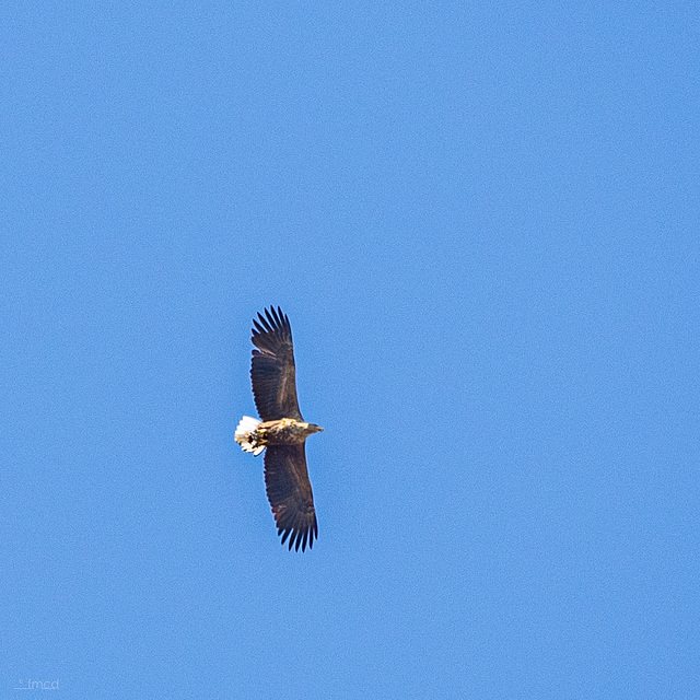 Seeadler im Nationalpark Donau-Auen