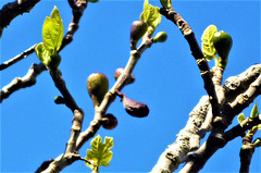The fig tree produces fruit first, then leaves later on.