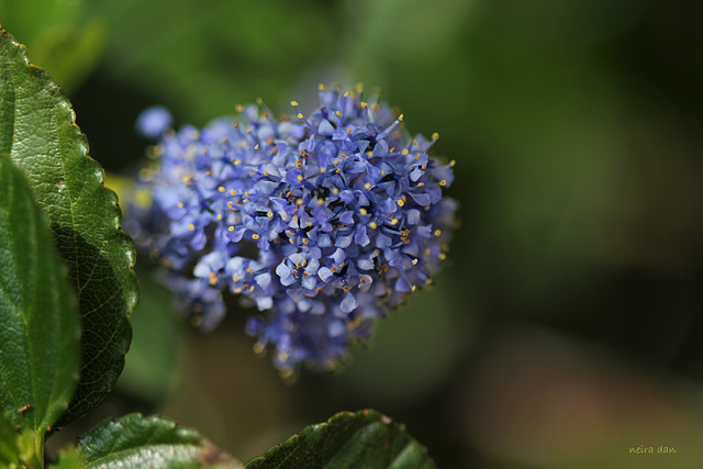 Ceanothus thyrsiflorus repens... pour Andy , courage