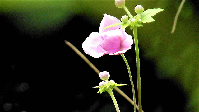 The first flower of this Japanese Anemone to bloom