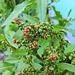 Stumpfblättriger Ampfer (Rumex obtusifolius)