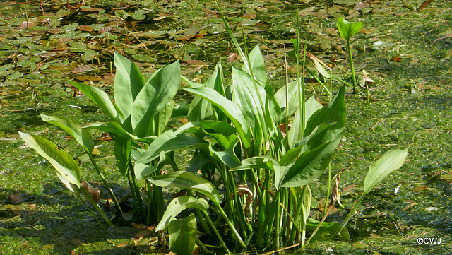 Summer pond colours