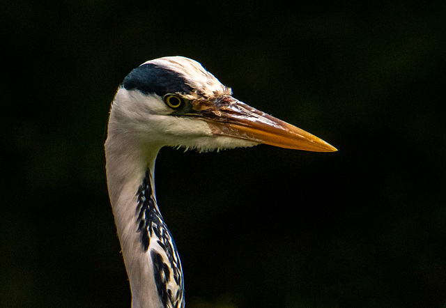 Grey heron