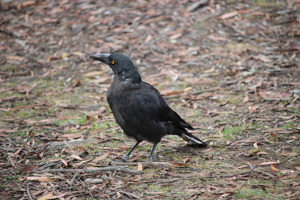 Grey Currawong