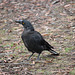 Grey Currawong