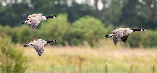 Canada geese