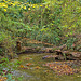 Hayling Billy Trail (4)......A Woodland Stream