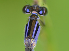 Common Bluetail thorax f (Ischnura elegans violacea) DSB 1259