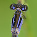 Common Bluetail thorax f (Ischnura elegans violacea) DSB 1259