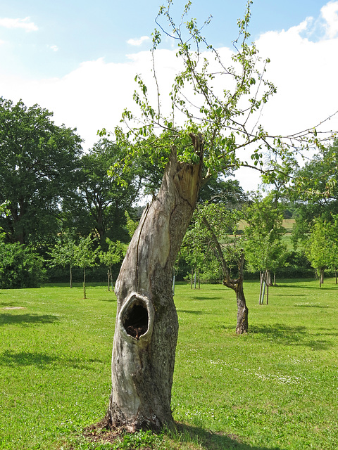 Alter Apfelbaum